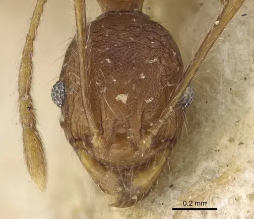 Pheidole veteratrix specimen CASENT0922173 image casent0922173_2