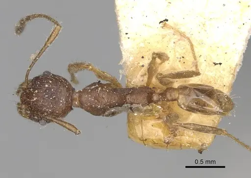 Pheidole veteratrix specimen CASENT0923190 image casent0923190_1