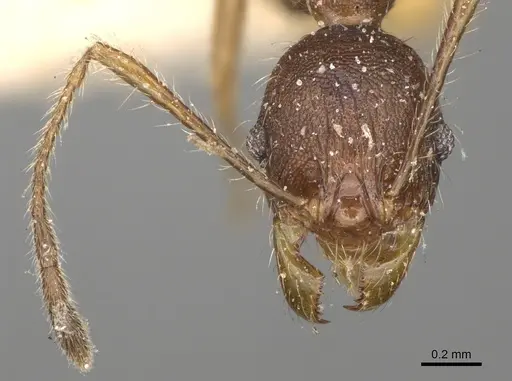 Pheidole veteratrix specimen CASENT0923190 image casent0923190_2