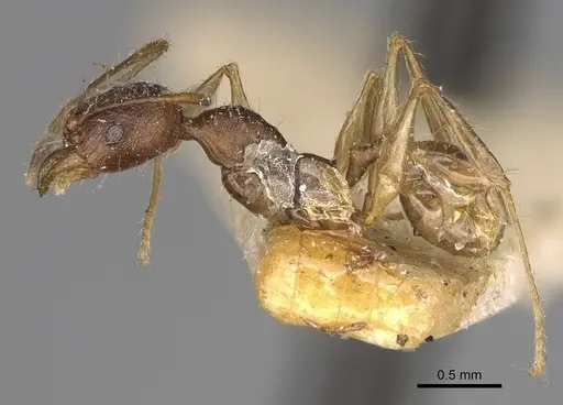 Pheidole veteratrix specimen CASENT0923190 image casent0923190_3