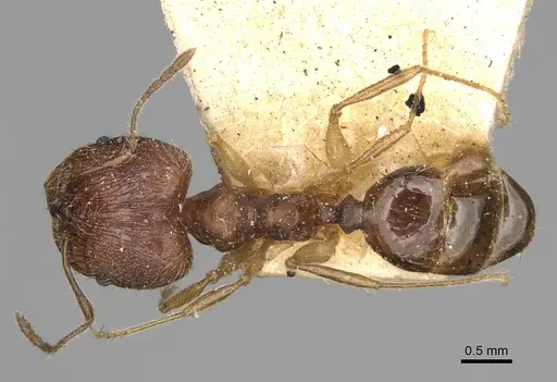 Pheidole veteratrix specimen CASENT0923191 image casent0923191_1