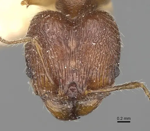 Pheidole veteratrix specimen CASENT0923191 image casent0923191_2