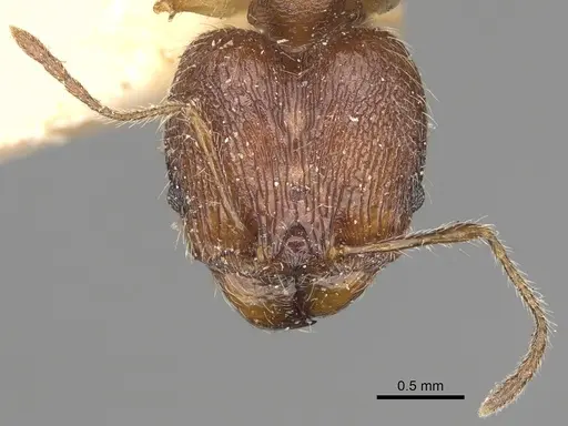 Pheidole veteratrix specimen CASENT0923191 image casent0923191_3