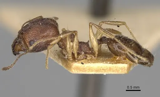 Pheidole veteratrix specimen CASENT0923191 image casent0923191_4