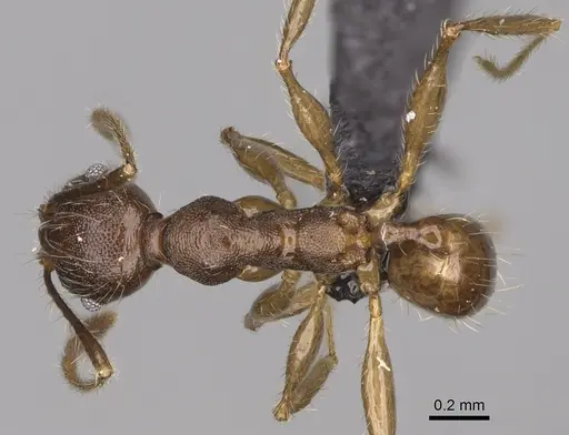 Pheidole veteratrix specimen CASENT0923259 image casent0923259_1
