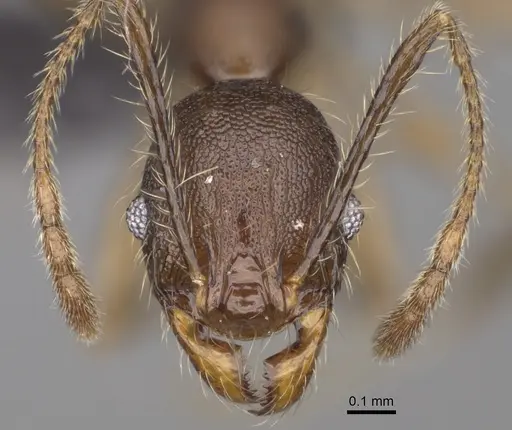 Pheidole veteratrix specimen CASENT0923259 image casent0923259_2