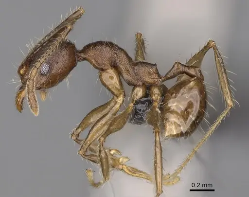 Pheidole veteratrix specimen CASENT0923259 image casent0923259_3