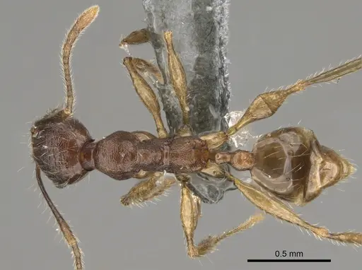 Pheidole veteratrix specimen CASENT0923283 image casent0923283_1