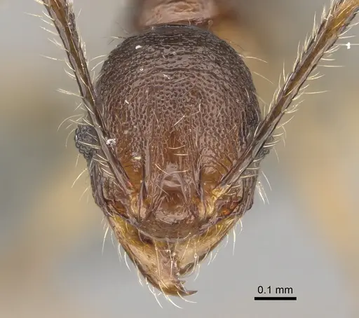 Pheidole veteratrix specimen CASENT0923283 image casent0923283_2