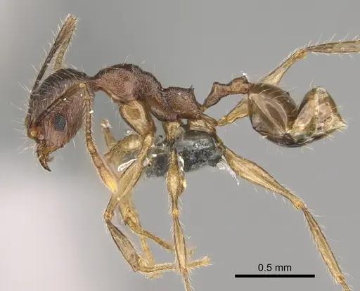 Pheidole veteratrix specimen CASENT0923283 image casent0923283_3