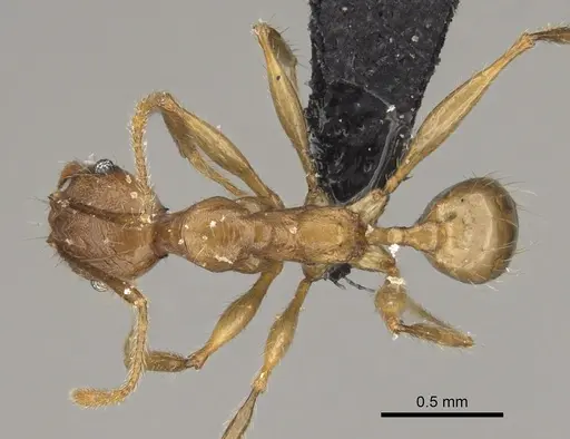 Pheidole veteratrix specimen CASENT0923323 image casent0923323_1