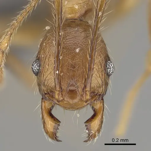 Pheidole veteratrix specimen CASENT0923323 image casent0923323_2
