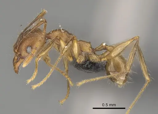 Pheidole veteratrix specimen CASENT0923323 image casent0923323_3