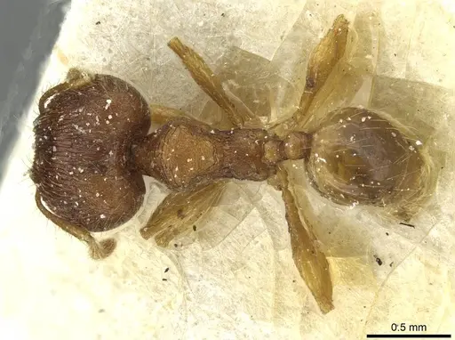 Pheidole victima specimen CASENT0913346 image casent0913346_1