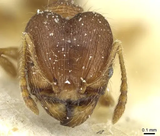 Pheidole victima specimen CASENT0913346 image casent0913346_2