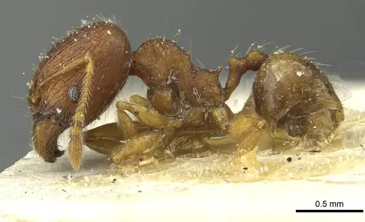 Pheidole victima specimen CASENT0913346 image casent0913346_3