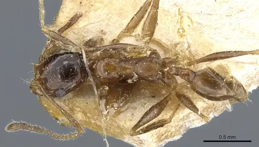 Pheidole victoris specimen CASENT0904218 image casent0904218_1
