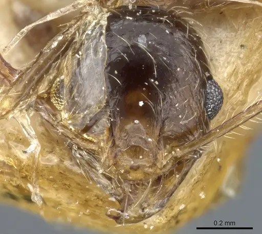 Pheidole victoris specimen CASENT0904218 image casent0904218_2