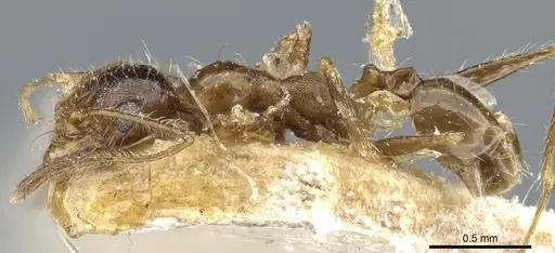 Pheidole victoris specimen CASENT0904218 image casent0904218_3