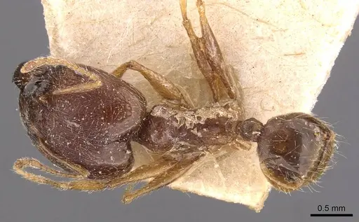 Pheidole victoris specimen CASENT0907837 image casent0907837_1