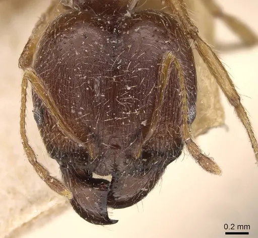 Pheidole victoris specimen CASENT0907837 image casent0907837_2