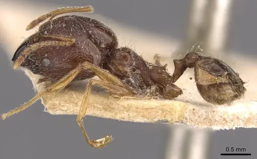 Pheidole victoris specimen CASENT0907837 image casent0907837_3