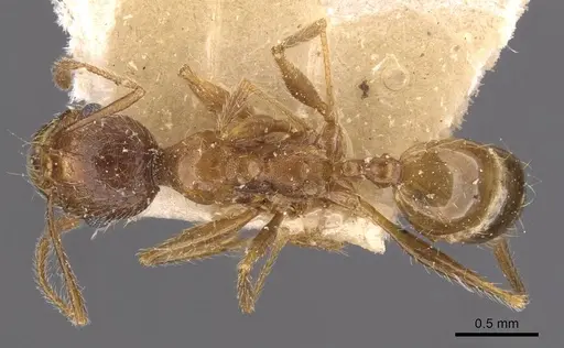 Pheidole victoris specimen CASENT0907838 image casent0907838_1