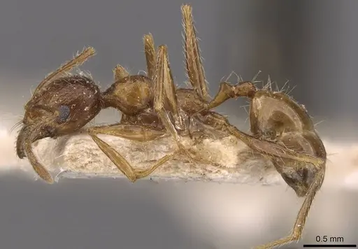 Pheidole victoris specimen CASENT0907838 image casent0907838_3