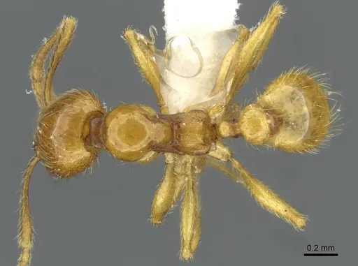 Pheidole vieti specimen CASENT0911222 image casent0911222_1