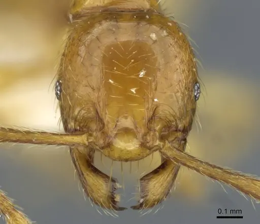 Pheidole vieti specimen CASENT0911222 image casent0911222_2