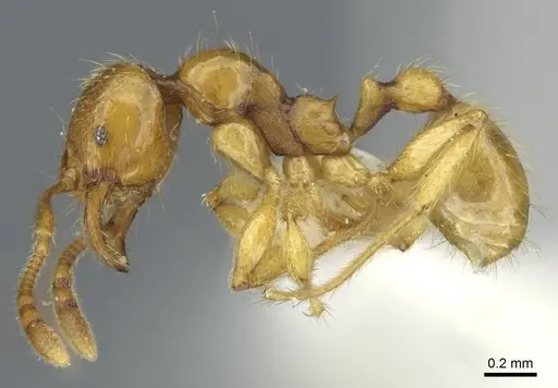 Pheidole vieti specimen CASENT0911222 image casent0911222_3