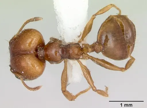 Pheidole vigilans specimen CASENT0172951 image casent0172951_1