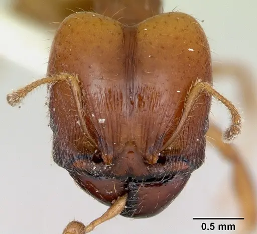 Pheidole vigilans specimen CASENT0172951 image casent0172951_2