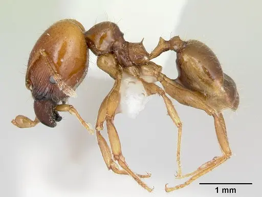 Pheidole vigilans specimen CASENT0172951 image casent0172951_3
