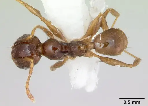 Pheidole vigilans specimen CASENT0172952 image casent0172952_1