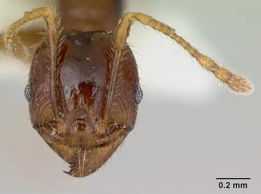 Pheidole vigilans specimen CASENT0172952 image casent0172952_2