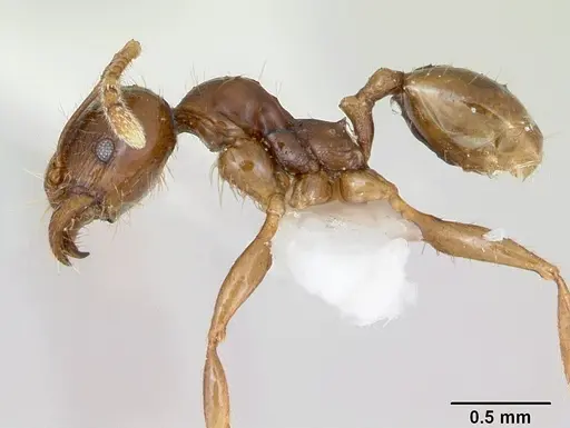 Pheidole vigilans specimen CASENT0172952 image casent0172952_3
