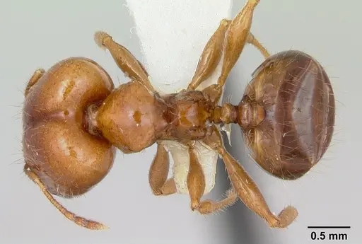 Pheidole vigilans specimen CASENT0172953 image casent0172953_1