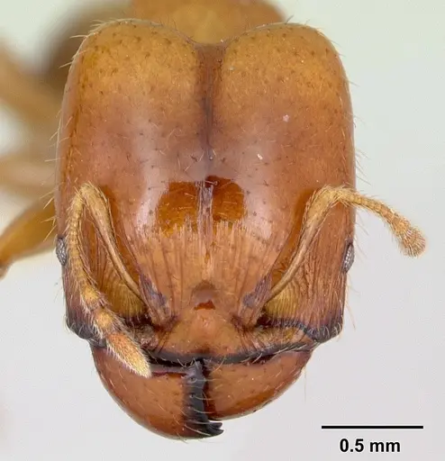 Pheidole vigilans specimen CASENT0172953 image casent0172953_2