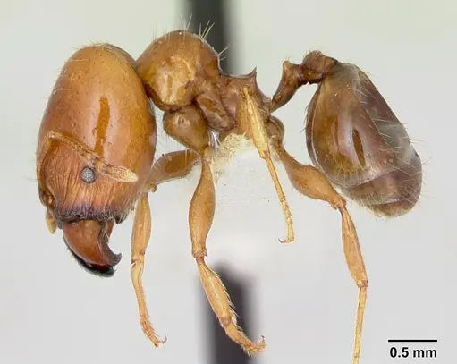 Pheidole vigilans specimen CASENT0172953 image casent0172953_3