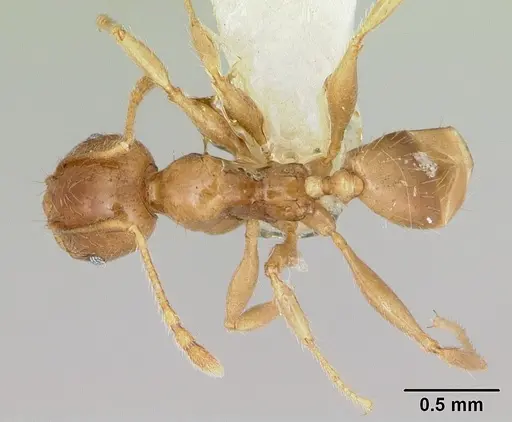 Pheidole vigilans specimen CASENT0172954 image casent0172954_1
