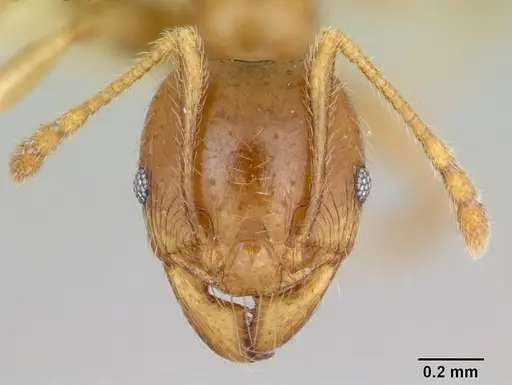 Pheidole vigilans specimen CASENT0172954 image casent0172954_2