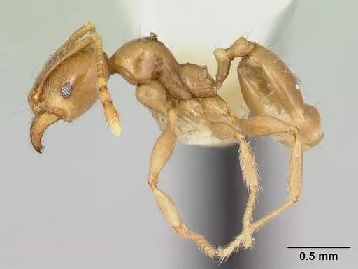 Pheidole vigilans specimen CASENT0172954 image casent0172954_3