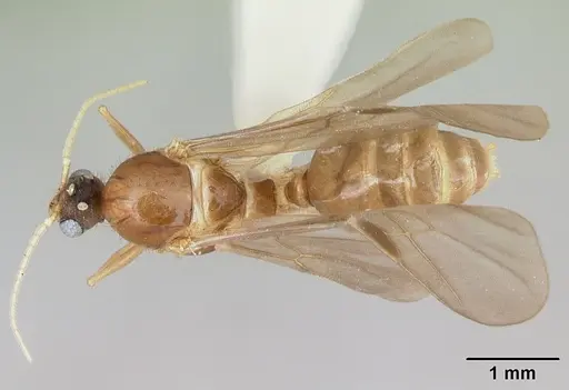 Pheidole vigilans specimen CASENT0172955 image casent0172955_1
