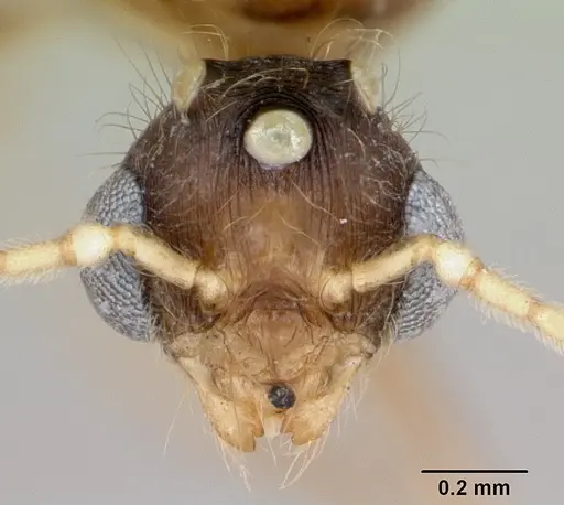 Pheidole vigilans specimen CASENT0172955 image casent0172955_2