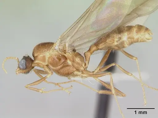 Pheidole vigilans specimen CASENT0172955 image casent0172955_3