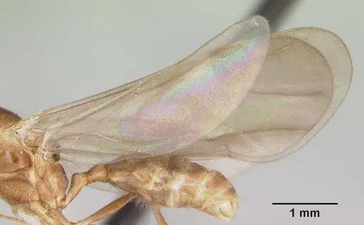 Pheidole vigilans specimen CASENT0172955 image casent0172955_4