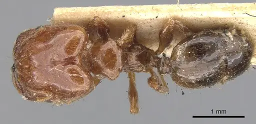Pheidole vigilans specimen CASENT0901543 image casent0901543_1