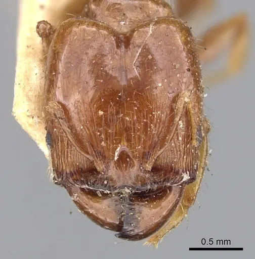 Pheidole vigilans specimen CASENT0901543 image casent0901543_2