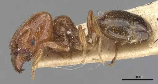 Pheidole vigilans specimen CASENT0901543 image casent0901543_3
